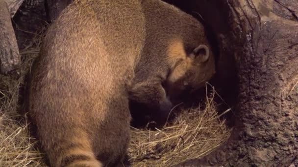 The animal Nasua settles in comfort before falling asleep slow motion — Stock Video