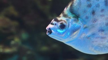 Ağır çekimde su altında balık yüzmek