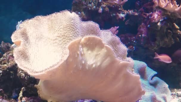Тропические рыбы и кораллы под водой — стоковое видео