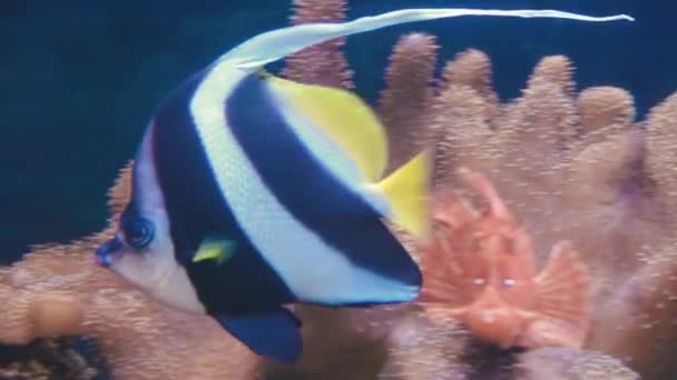 Peces tropicales, rayas de primer plano aisladas en peces plateados brillantes, Ocean Nature cámara lenta — Vídeo de stock