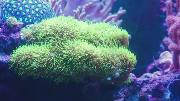 Peces tropicales y corales en cámara lenta bajo el agua — Vídeo de stock