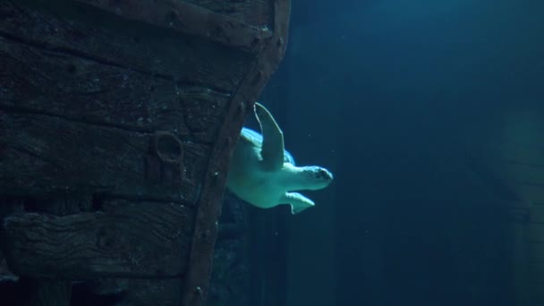 Eine riesige Schildkröte schwimmt in Zeitlupe unter dem Schiff hervor — Stockvideo