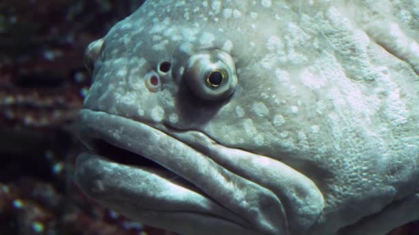 Epinephelus крупным планом глядя в камеру в замедленной съемке под водой, уставшее тоскливое лицо — стоковое видео