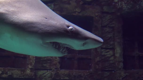 Obdarty zębów rekina zbliżenie podczas pływania w przeszłości w zwolnionym tempie — Wideo stockowe