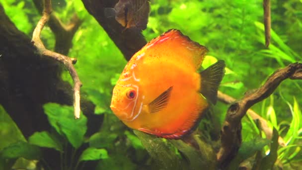 Poisson rouge orange vif coloré flottant sous l'eau au ralenti — Video