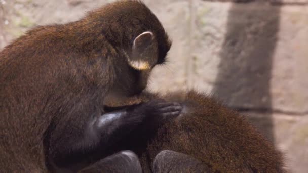 Macaque ajudando outro macaco a limpar as pulgas da pele. Comportamento animal incrível em câmera lenta — Vídeo de Stock