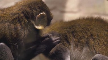 Pire kürk üzerinden temizlemek için diğer maymun yardımcı şebeği. Ağır çekimde inanılmaz hayvan davranışları
