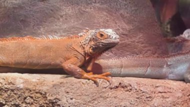 İguana kadar donmuş yakın ve ağır çekimde kameraya benziyor