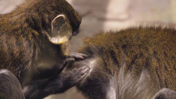 Makaak helpen andere aap vlooien van vacht schoon te maken. Geweldige dierlijk gedrag in slow motion — Stockvideo