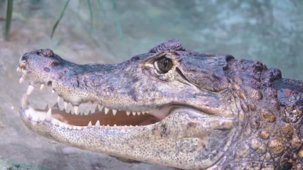 Merry ρύγχος του ένα τρομερό αλιγάτορα γκρο πλαν τρολ πρόσωπο αργή κίνηση — Αρχείο Βίντεο