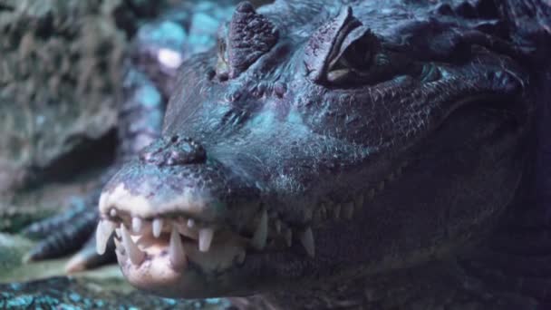 Alligator är närbild fryst och titt på kameran slow motion — Stockvideo