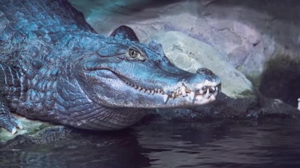 Аллигатор заморожен крупным планом и смотрит на камеру замедленной съемки. — стоковое видео