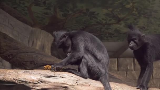 The monkey on the branch is busy with an interesting affair with the bark of the tree in slow motion — Stock Video