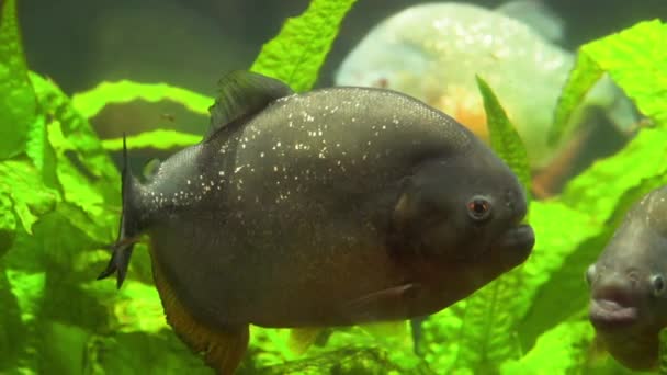Piranha επιπλέουν στα φύκια κάτω από γκρο πλαν νερό σε αργή κίνηση — Αρχείο Βίντεο