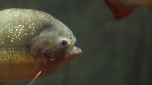 Piranha flutuando sob a água close-up em câmera lenta — Vídeo de Stock