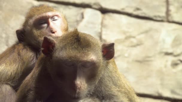 Mało inteligentnych małp siedzieć na oddział i spojrzeć na kamery w zwolnionym tempie — Wideo stockowe