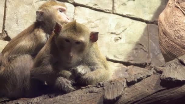 Маленькие умные обезьянки сидят на ветке и смотрят в камеру в замедленной съемке. — стоковое видео