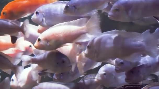 Colorful aquarium fishes running on food in slow motion — Stock Video