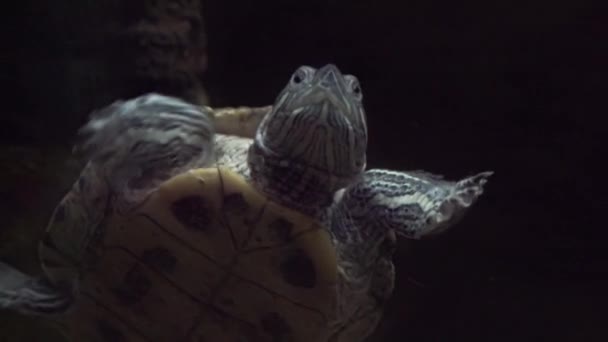 Eine schöne grüne Schildkröte schwimmt an Schwärmen bunter Fische vorbei. Australien. Zeitlupe — Stockvideo