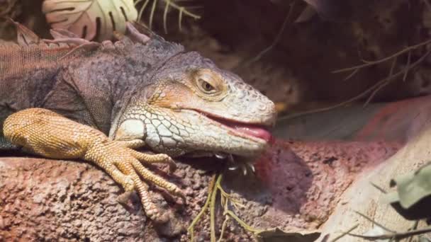 Iguana close up frozen and looks into the camera in slow motion — Stock Video