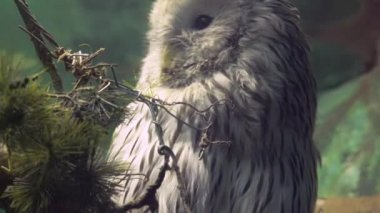 Strix uralensis yakın çekim kamera yavaş hareket içine bak