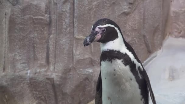 Beautiful penguin close up slow motion — Stock Video