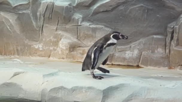 Schöner wandelnder Pinguin in Nahaufnahme Zeitlupe — Stockvideo