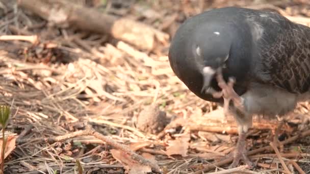 Duif reinigt zijn hoofd in slow motion — Stockvideo