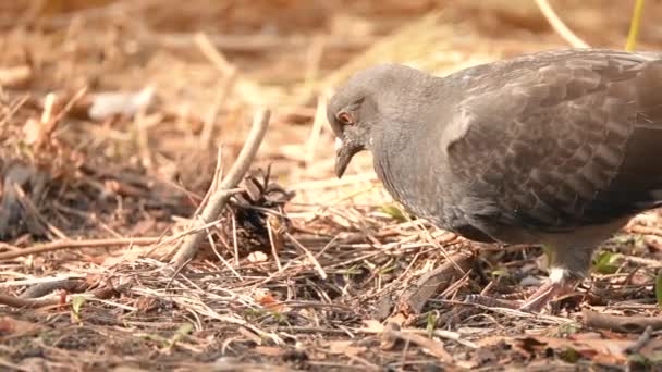 Una paloma ave busca comida en el suelo en el bosque, arando su pico en cámara lenta — Vídeos de Stock