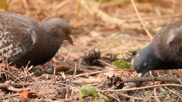 En fågel duva söker mat på marken i skogen, plöjning näbben i slow motion — Stockvideo