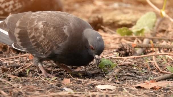 Пташиний голуб шукає їжу на землі в лісі, оранкуючи дзьоб у повільному русі — стокове відео