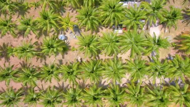 Flyger över jämna rader och planteringar av kokosnötsträd. Flygbilder på 4k — Stockvideo