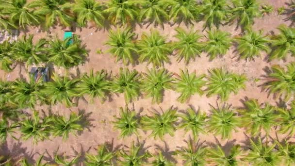 Vliegend over de vlakke rijen en plantages van kokosbomen. Luchtfoto 4k-beelden — Stockvideo