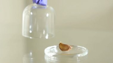 El cam cloche üzerinden sarımsak yaptırmayı