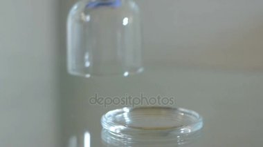El cam cloche altında mantar alıyor