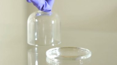 El cam cloche altında domates alıyor