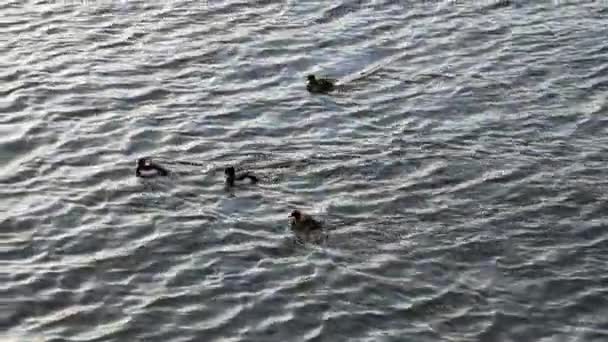 Patos nadando en un río — Vídeos de Stock