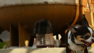 Chihuahua bit pazarı yürür