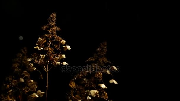 Podzimní květiny v dešti ve větru — Stock video