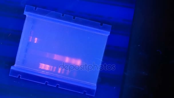 DNA v agarózovém gelu v ultrafialové oblasti spektra — Stock video