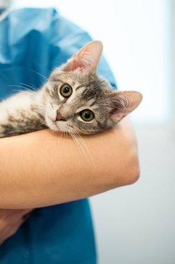 Kadın veteriner doktor elinde bir kedi tutuyor.