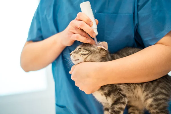 Kvinna veterinär läkare använder örondroppar för att behandla en katt — Stockfoto