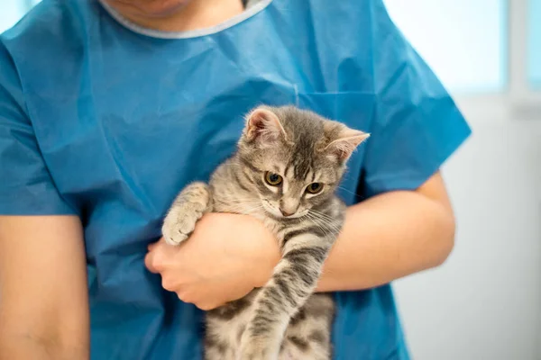 Kvinnlig veterinär läkare håller en katt på händerna — Stockfoto