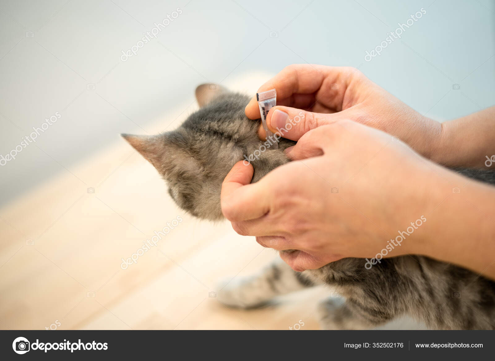 女性獣医師は猫を治療するためにフリードロップを使用しています ストック写真 C Vonschonertagen 女性獣医師は猫を治療するためにフリードロップを使用しています ストック写真 C Vonschonertagen