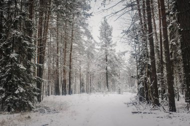 Karlı donmuş kış ormanlarında boş yolun manzarası 
