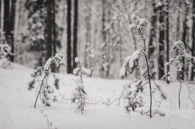 kar kış ormandaki çam dalları kaplı