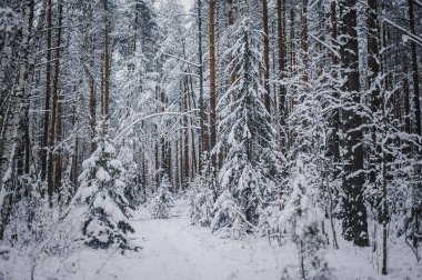 Karlı donmuş kış ormanlarında boş yolun manzarası 