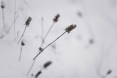 Kış ormanlarında kar altında kuru çimyakın görünümü