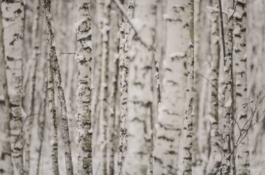 Karlı kış ormanlarında donmuş ağaçlar 