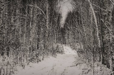 Karlı donmuş kış ormanlarında boş yolun manzarası 